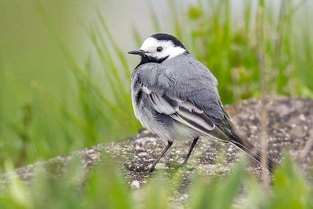 trasochvost biely  Motacilla alba