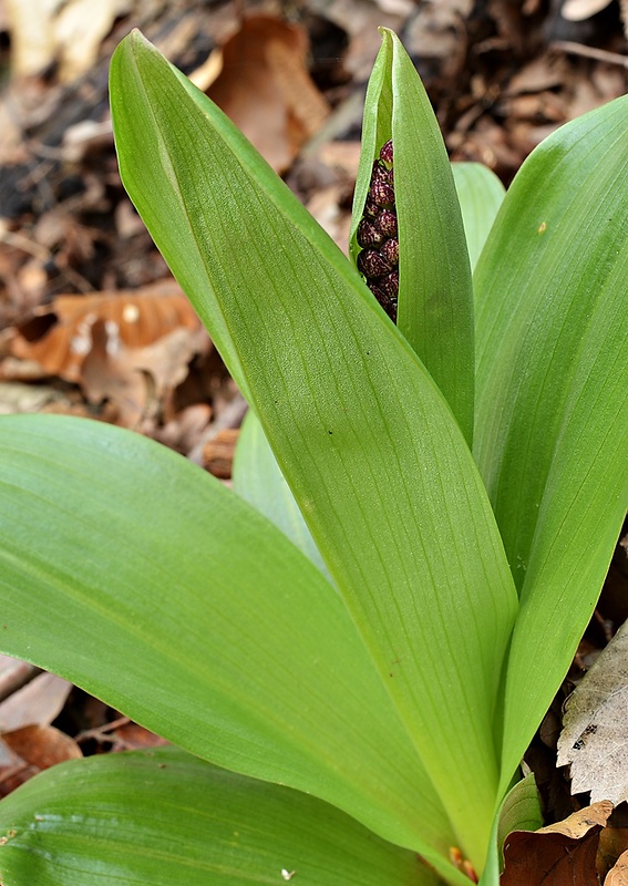 vstavač purpurový Orchis purpurea Huds.