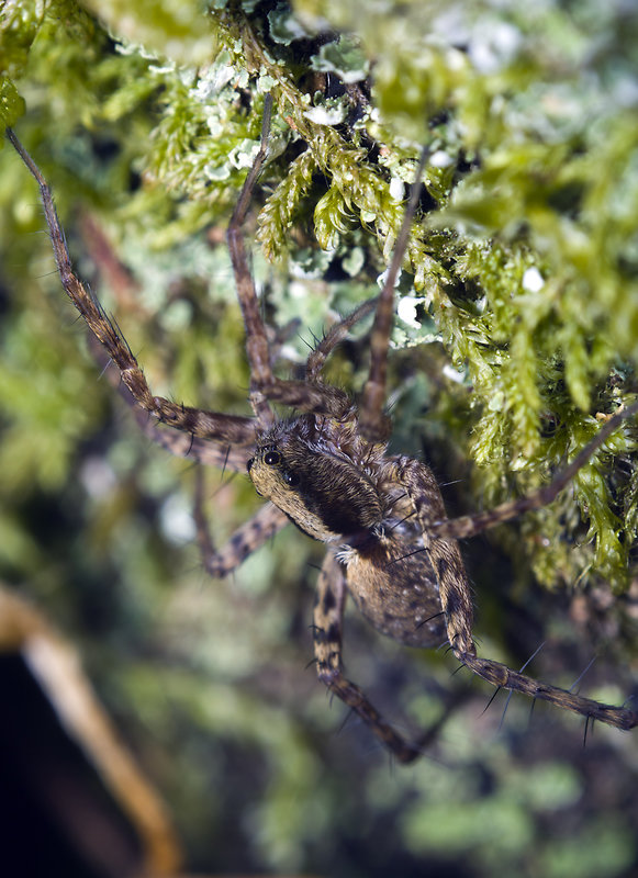 sliedič Pardosa sp.