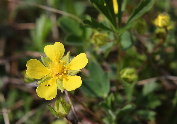 nátržník piesočný Potentilla arenaria Borkh.