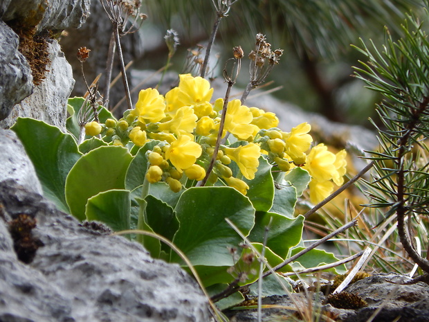 prvosienka holá Primula auricula L.