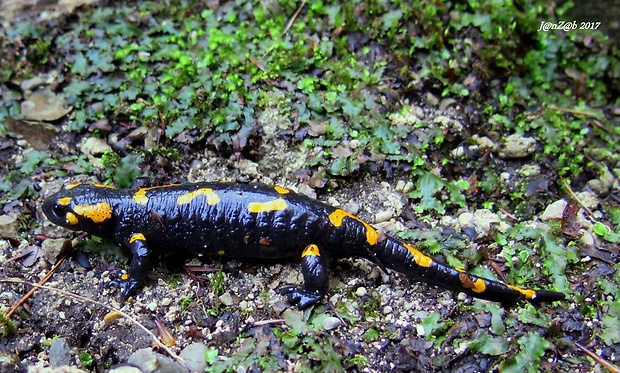 salamandra škvrnitá  Salamandra salamandra