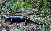 salamandra škvrnitá 