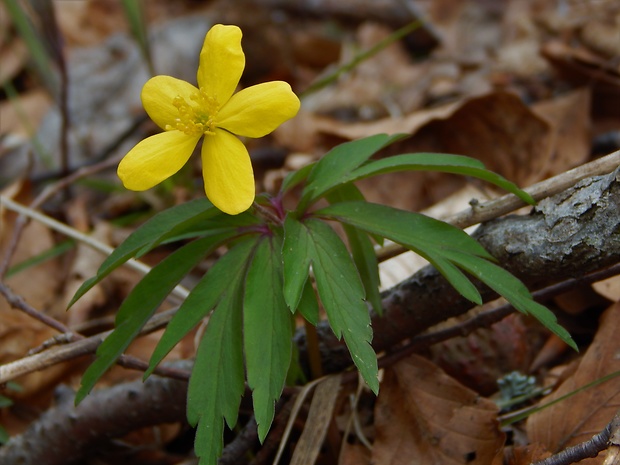 veternica iskerníkovitá Anemone ranunculoides L.