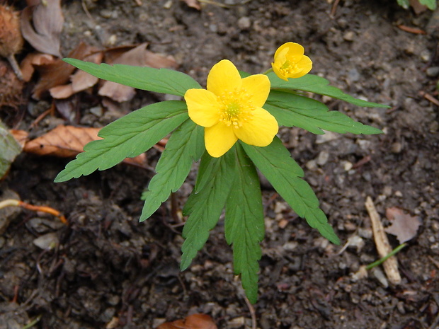 veternica iskerníkovitá Anemone ranunculoides L.