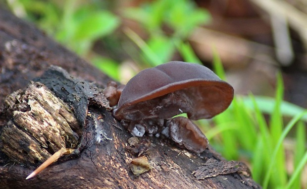 uchovec bazový Auricularia auricula-judae (Bull.) Quél.