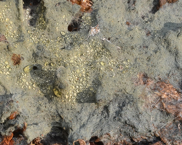 pakôrovka neprackatá Byssocorticium efibulatum Hjortstam & Ryvarden