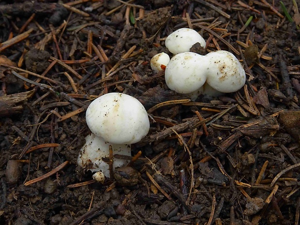 čírovnica májová Calocybe gambosa (Fr.) Donk