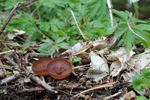 hľuznatka veternicová Dumontinia tuberosa (Bull.) L.M. Kohn