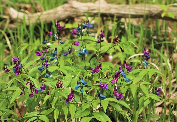 hrachor jarný Lathyrus vernus (L.) Bernh.