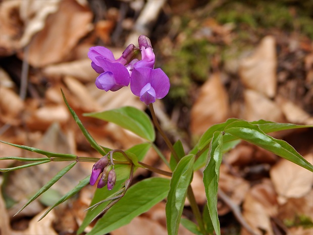 hrachor jarný Lathyrus vernus (L.) Bernh.