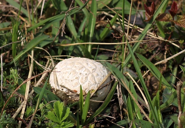 rozpadavec dlabaný Lycoperdon utriforme Bull.