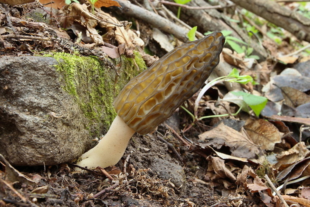 smrčok kužeľovitý Morchella conica Pers.