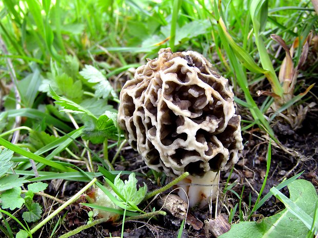 smrčok jedlý Morchella esculenta (L.) Pers.