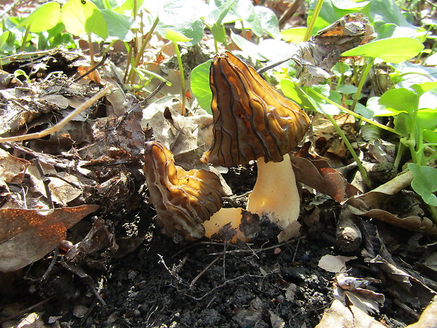 smrčok hybridný Morchella semilibera DC.