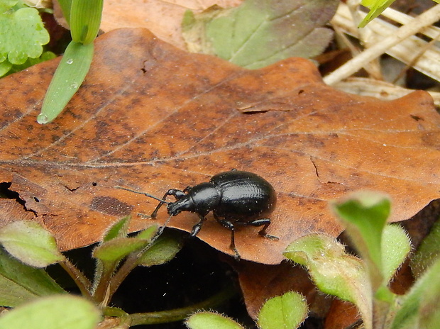 nosánik Otiorhynchus morio(Curculionidae)