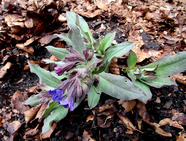 pľúcnik mäkký Pulmonaria mollis Wulfen ex Hornem.