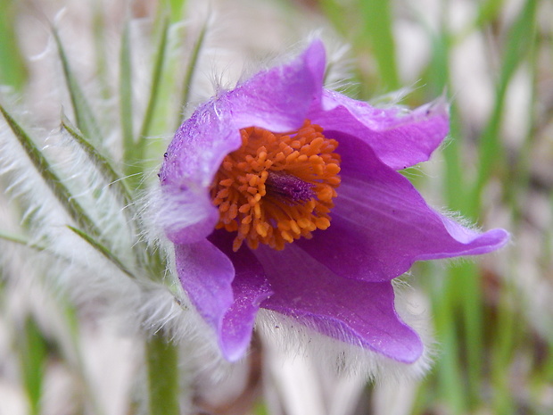 poniklec slovenský Pulsatilla slavica Reuss