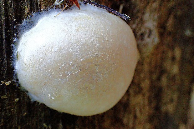 sieťnatka obyčajná Reticularia lycoperdon Bull.