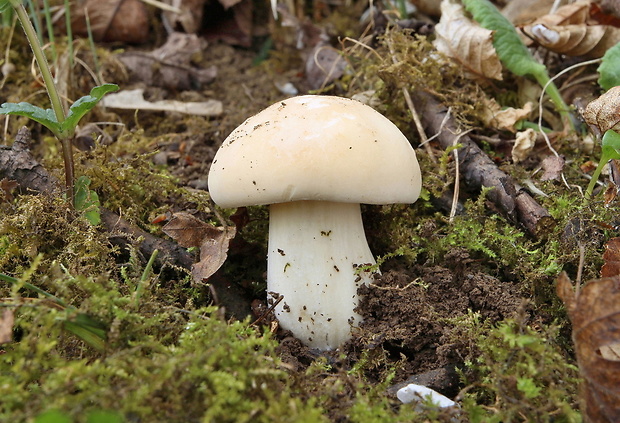 čírovnica májová Calocybe gambosa (Fr.) Donk