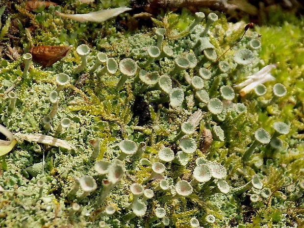 dutohlávka riasnatá Cladonia fimbriata (L.) Fr.