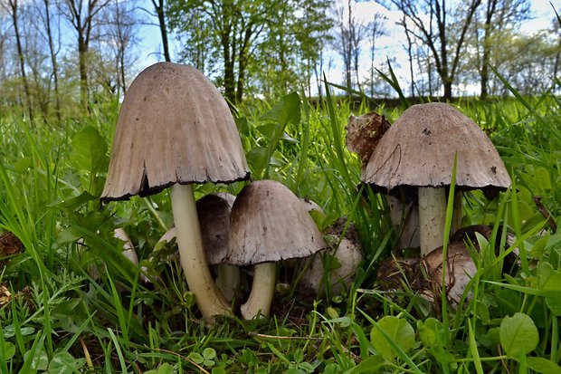 hnojník atramentový Coprinopsis atramentaria (Bull.) Redhead, Vilgalys & Moncalvo