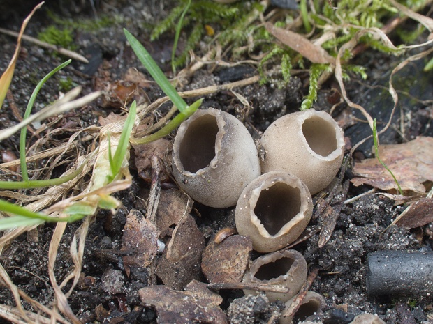 chriapač sosnový Helvella leucomelaena (Pers.) Nannf.