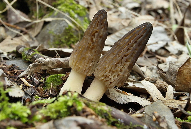 smrčok kužeľovitý Morchella conica Pers.