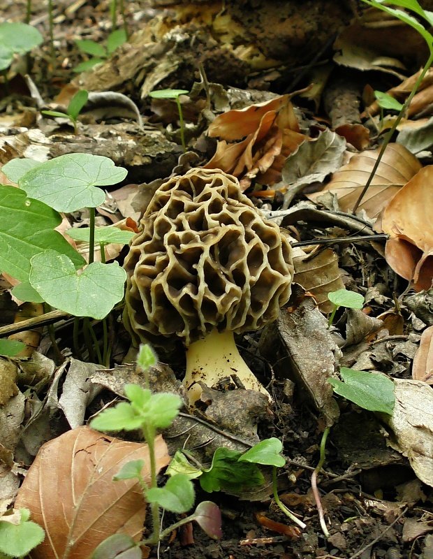 smrčok jedlý Morchella esculenta (L.) Pers.