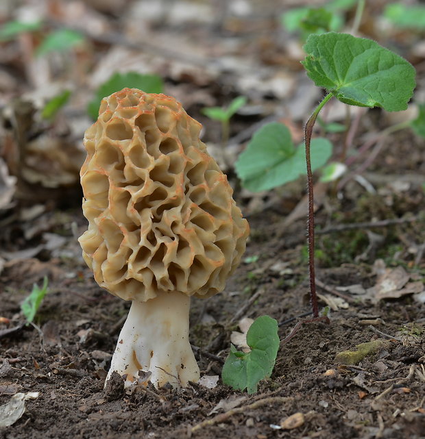 smrčok jedlý Morchella esculenta (L.) Pers.