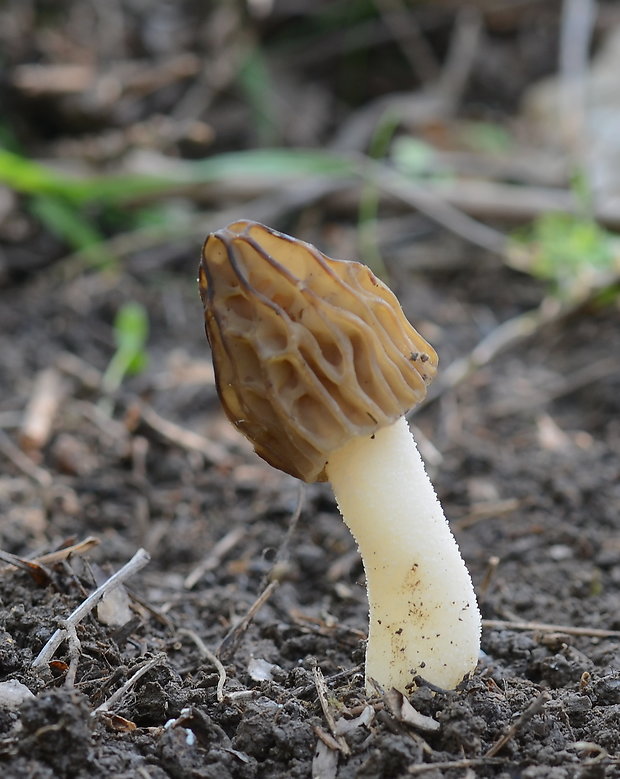 smrčok hybridný Morchella semilibera DC.