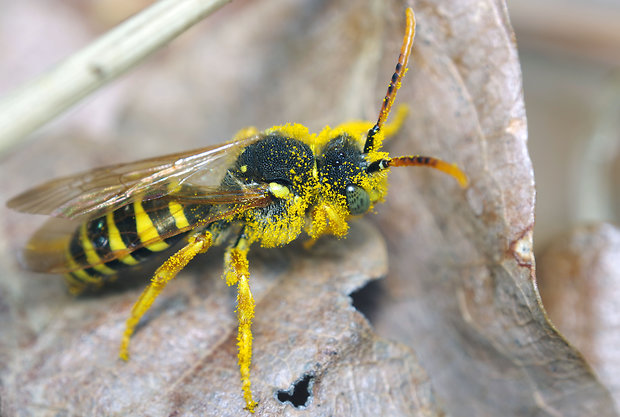 Nomada sp.