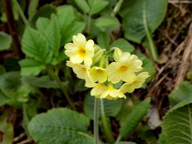 prvosienka vyššia Primula elatior (L.) L.