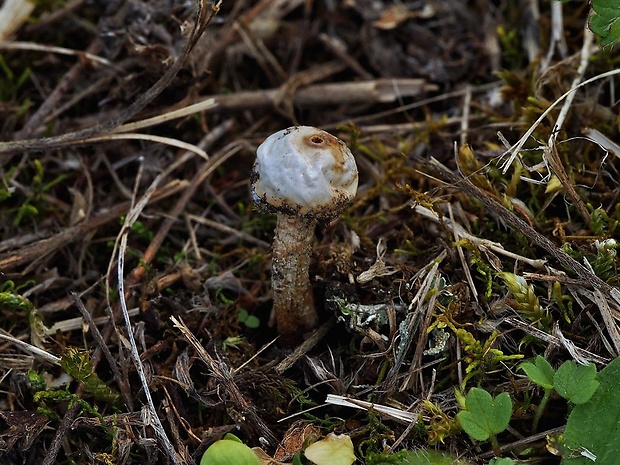 stopkovec zimný Tulostoma brumale Pers.