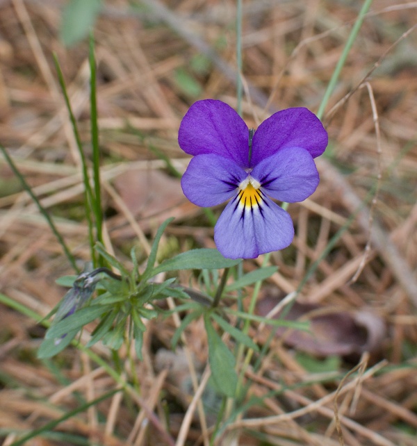 fialka trojfarebná Viola tricolor L. emend. F. W. Schmidt