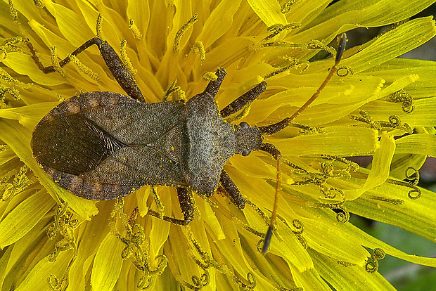 obrubnica štiavová  Coreus marginatus