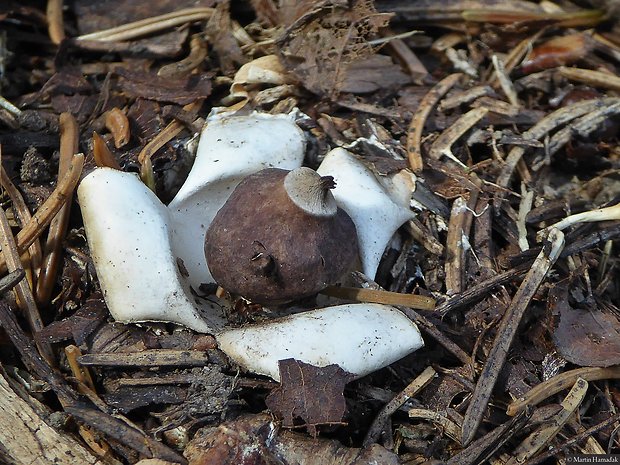 hviezdovka štvorcípová Geastrum quadrifidum DC. ex Pers.