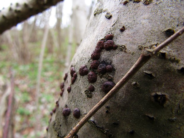 drevovček Hypoxylon sp.