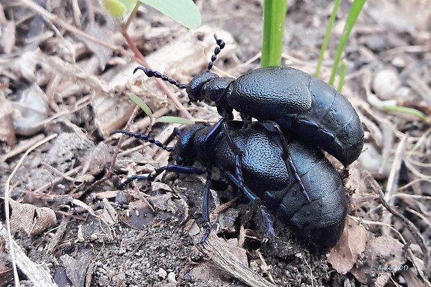 májka fialová Meloe violaceus