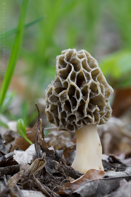 smrčok jedlý Morchella esculenta (L.) Pers.