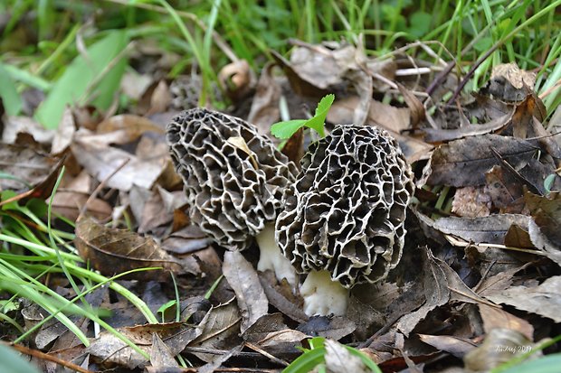 smrčok jedlý Morchella esculenta (L.) Pers.