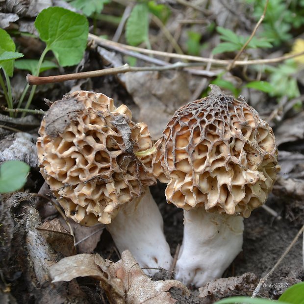 smrčok jedlý Morchella esculenta (L.) Pers.