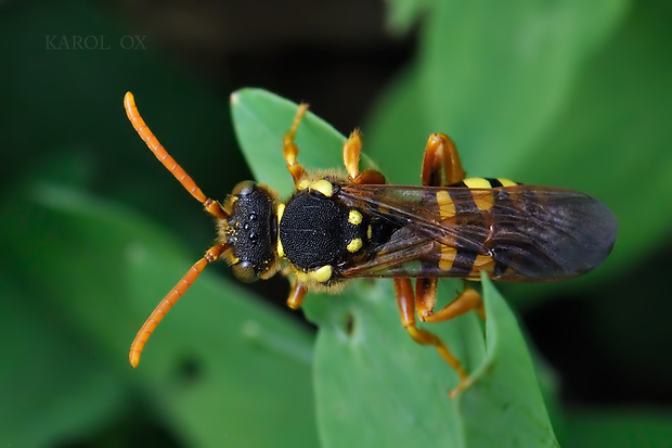 nomada Nomada sp.