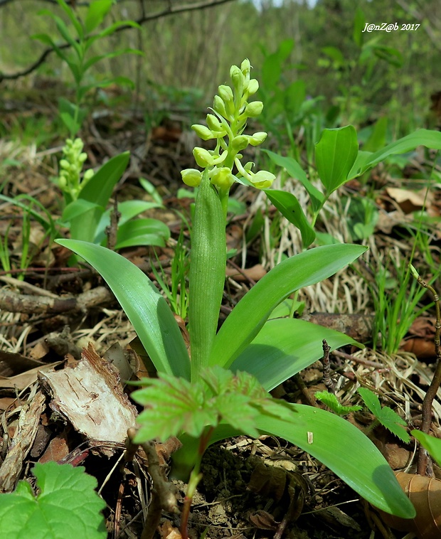 vstavač bledý Orchis pallens L.