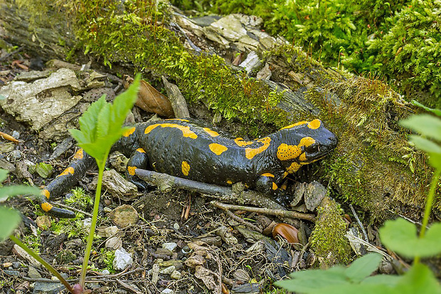 salamandra škvrnitá  Salamandra salamandra