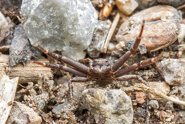 bežník  Xysticus cf. cristatus