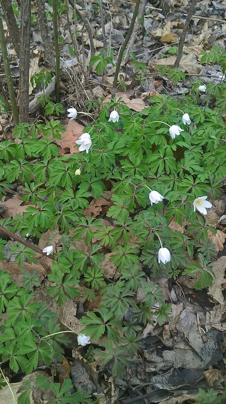 veternica hájna Anemone nemorosa L.