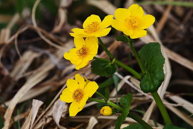 záružlie močiarne Caltha palustris L.