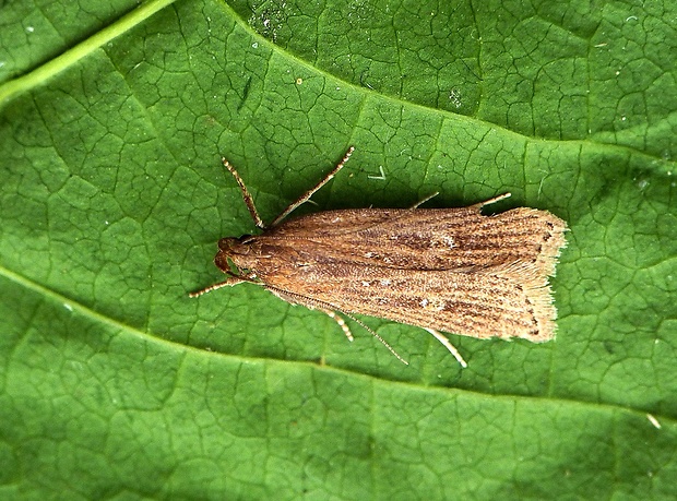 psota pupencová Helcystogramma triannulella