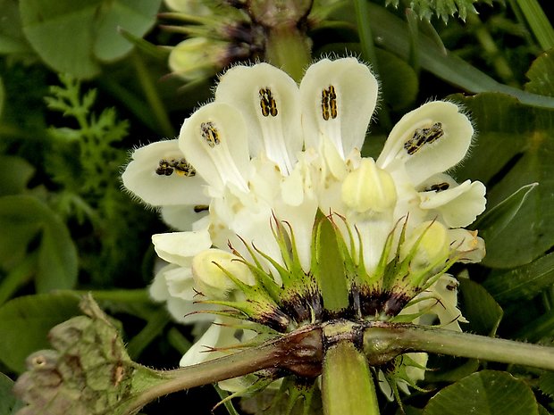 hluchavka biela Lamium album L.